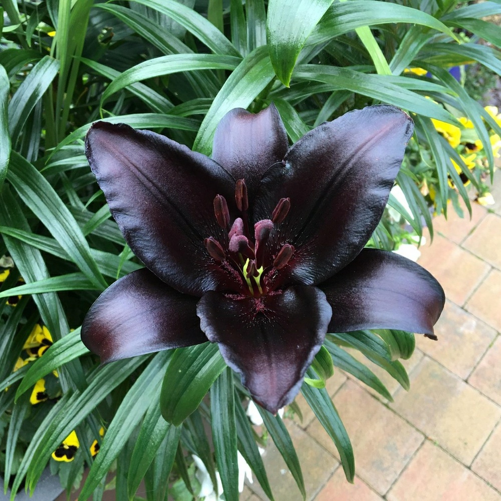 Meet your Posher, Darlene